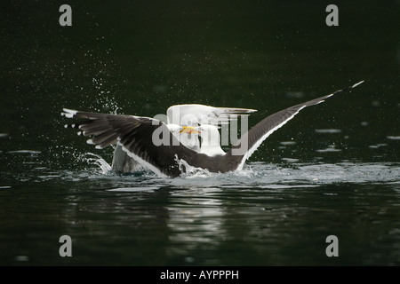 Herring Gull (Larus argentatus) fighting with a Lesser Black-backed Gull (Larus fuscus), Trondelag, Norway, Scandinavia Stock Photo