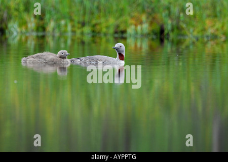 Red-throated Diver or Loon (Gavia stellata), swimming on a bog lake with young, Dalarna, Sweden, Scandinavia Stock Photo