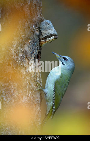 Grey-headed or Grey-faced Woodpecker (Picus canus) amid fall foliage, Schwaebische Alb, Baden-Wuerttemberg, Germany Stock Photo