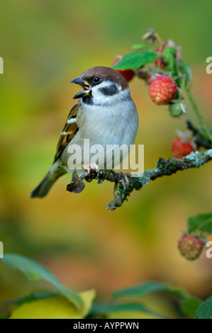 Eurasian Tree Sparrow or German Sparrow (Passer montanus) perched in a raspberry bush, Schwaebische Alb, Baden-Wuerttemberg, Ge Stock Photo