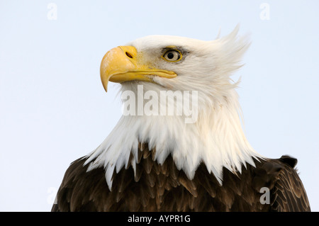 Bald Eagle (Haliaeetus leucocephalus) portrait, Kenai Peninsula, Alaska, USA Stock Photo