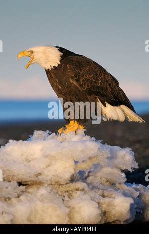 Bald Eagle (Haliaeetus leucocephalus) calling out in the morning's first light, Kenai Peninsula, Alaska, USA Stock Photo