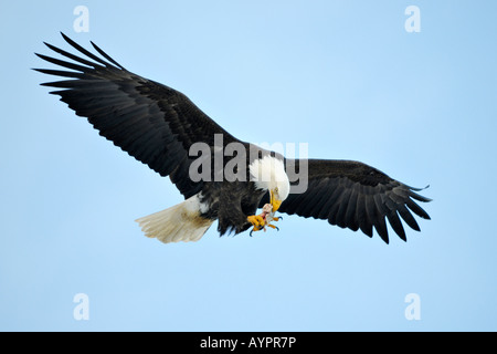 Bald Eagle (Haliaeetus leucocephalus) eating a fish while flying, Kenai Peninsula, Alaska, USA Stock Photo