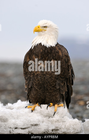 Bald Eagle (Haliaeetus leucocephalus) perched on an ice floe, Kenai Peninsula, Alaska, USA Stock Photo