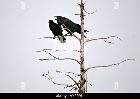 Common - or Northern Ravens (Corvus corax), breeding couple, courtship display, Kenai Peninsula, Alaska, USA Stock Photo