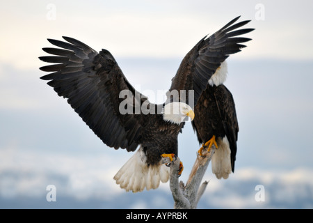 Bald Eagle (Haliaeetus leucocephalus) landing, Kenai Peninsula, Alaska, USA Stock Photo