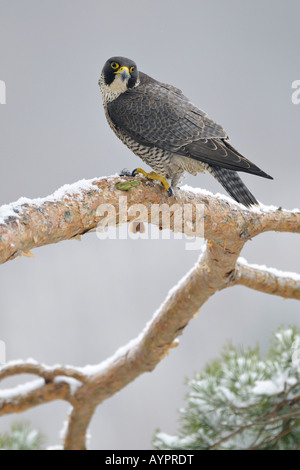 Peregrine Falcon (Falco peregrinus) perched on a pine branch, Schwaebische Alb, Baden-Wuerttemberg, Germany Stock Photo