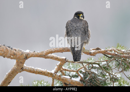 Peregrine Falcon (Falco peregrinus) perched on a pine branch, Schwaebische Alb, Baden-Wuerttemberg, Germany Stock Photo