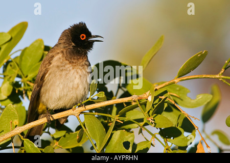 Black-fronted Bulbul (Pycnonotus nigricans), Namibia, Africa Stock Photo
