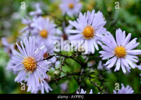 ASTER LAEVIS CALLIOPE IN LATE SEPTEMBER Stock Photo