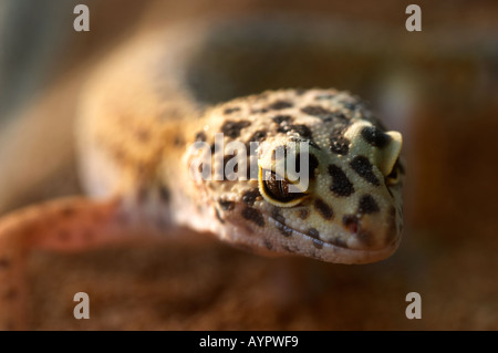 Leopard Gecko (Eublepharis Macularis) Stock Photo
