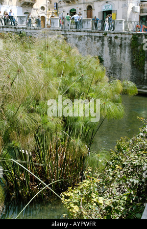 Fonte Aretusa freshwater spring overgrown with papyrus, Syracuse, Sicily, Italy