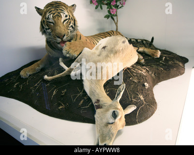 Display of tiger eating a deer British Natural History Museum, London Stock Photo