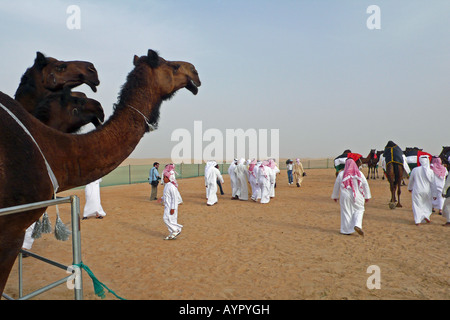 Three camels in a show pen look at spectators at the Mazayin Dhafra Camel Festival in the desert near Madinat Zayed, Abu Dhabi, UAE. Stock Photo