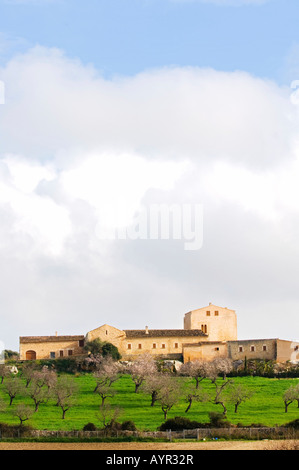 Country estate and blossoming almond trees in January, Majorca, Balearic Islands, Spain Stock Photo