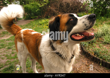 A majestic long haired Saint Bernard Dog standing in a garden with its mouth open, showing a fluffy tail and wearing a collar outdoors. Stock Photo