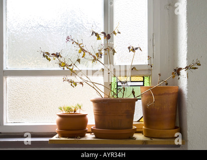 Potted plants on a windowsill, brought inside for winter Stock Photo