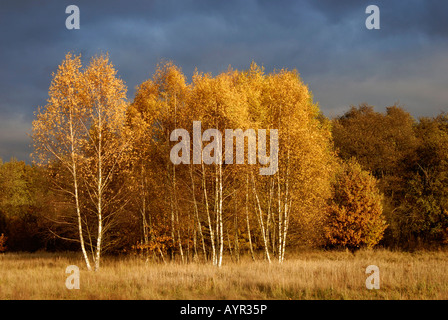 Dark thunderclouds looming over birch trees (Betula) in autumn, Karower Teiche Nature Reserve, Berlin, Germany Stock Photo