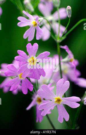 Fairy or Baby Primrose (Primula malacoides) Stock Photo