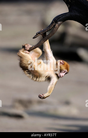 Barbary Macaque (Macaca sylvanus), Morocco, North Africa Stock Photo