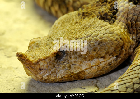 Horned, Long-nosed or Nose-horned Viper (Vipera ammodytes) Stock Photo