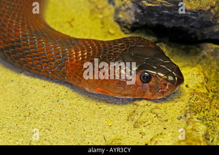 Mozambique Spitting Cobra (Naja mossambica) Stock Photo