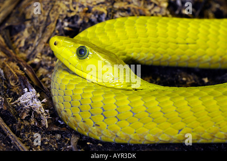 Common or Eastern Green Mamba (Dendroaspis angusticeps) Stock Photo