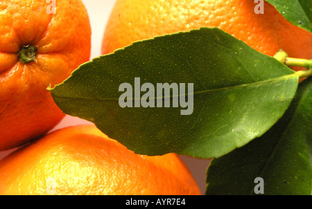Three Oranges Stock Photo