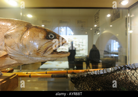 Stuffed Huchen or Danube Salmon, Deutsches Jagd- und Fischereimuseum (German Hunting and Fishing Museum), Munich, Bavaria, Germ Stock Photo