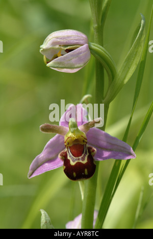 Bee orchid (Ophrys apifera) Stock Photo