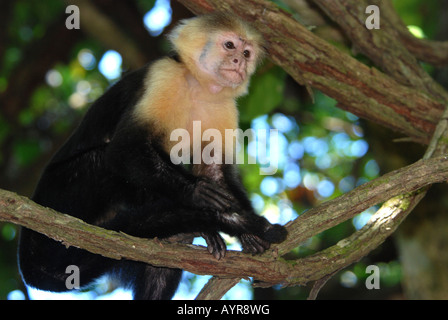 White throated Capucin monkey, cebus capucinus, Costa Rica Stock Photo