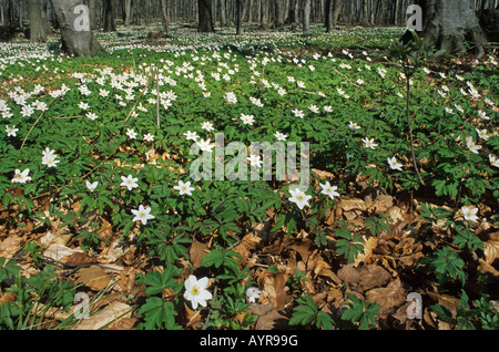 Wood Anemones or Windflowers (Anemone nemorosa) Stock Photo