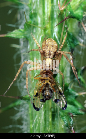 'Running' Crab Spider (Philodromus aureolus) Stock Photo