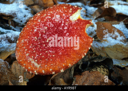 Fly Agaric or Fly Amanita mushroom (Amanita muscaria) Stock Photo