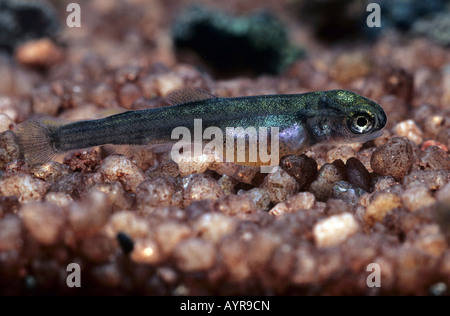 Young Rainbow Trout (Oncorhynchus mykiss) Stock Photo