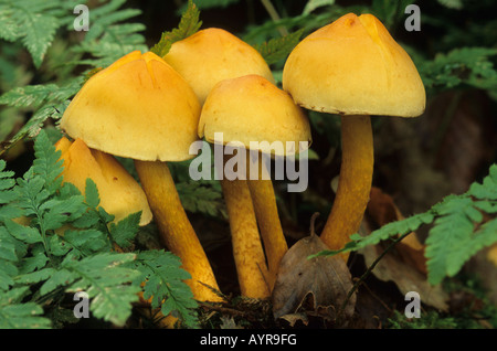 Sulphur Tuft, Sulfur Tuft or Clustered Woodlover mushrooms (Hypholoma fasciculare) Stock Photo