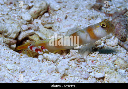 Randall's Pistol Shrimp (Alpheus randalli) and Magnus Prawn Goby (Amblyeleotris sungami), Palau, Pacific Ocean, Oceania Stock Photo