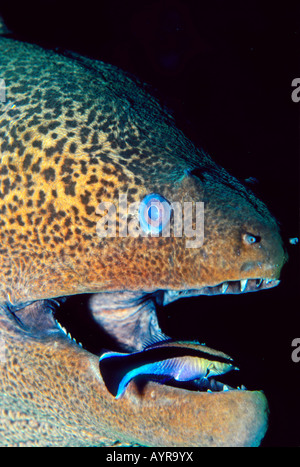 Undulated Moray Eel or Leopard Moray (Gymnothorax undulatus) with cleaner wrasse, Red Sea