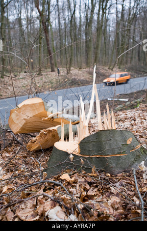 Damaged tree on the side of a road, damage after a storm in Hesse, Germany Stock Photo