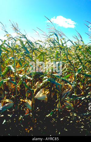 Field of corn blowing in the wind against a blue sky. Northfield Minnesota USA Stock Photo