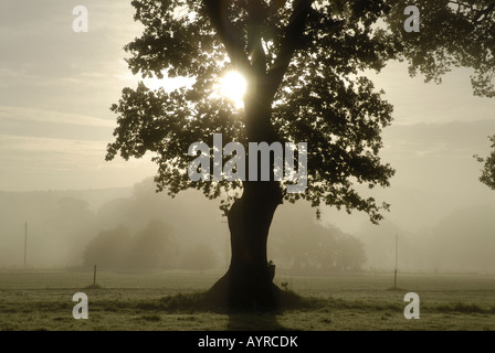 Oak Tree (Quercus robur) back-lit by a rising sun with mist. Conwy North Wales UK . Stock Photo