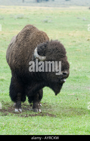 American Buffalo (Bison bison), bull screaming to impress another bull, Yellowstone National Park, Wyoming, USA Stock Photo