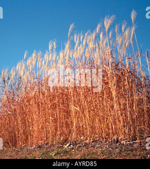 Field of autumn grass blowing in the wind. Minneapolis Minnesota USA Stock Photo