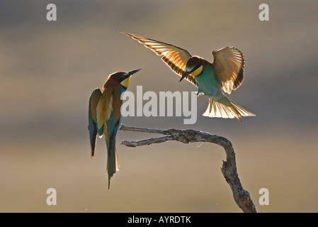 European Bee-eater (Merops apiaster), Extremadura, Spain, Europe Stock Photo