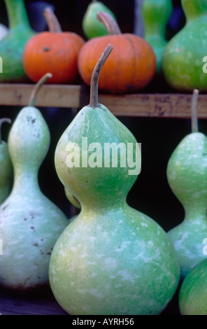 Green gourds and orange pumpkins on display for sale at a garden center store. Stock Photo