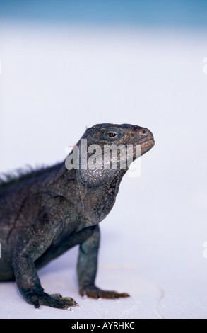 Rock iguana on Little Water Cay, Turks & Caicos Islands. Stock Photo