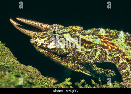 Jackson's Chameleon or Three-horned Chameleon (Chamaeleo jacksonii), male Stock Photo