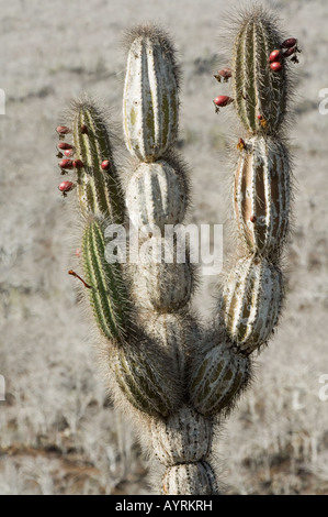 Candelabra Cactus (Jasminocereus thouarsii var. sclerocarpus) reddish purple globular shaped edible fruit Albemarle Isabela Stock Photo