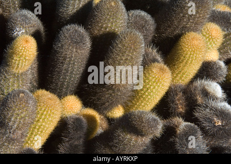 Lava Cactus (Brachycereus nesioticus) close up Genovesa Bartolome Galapagos Ecuador South America Stock Photo
