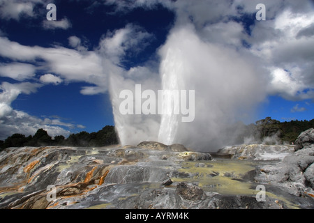 Pohutu geyser erupting, in Whakarewarewa Thermal Valley, Rotorua, New Zealand Stock Photo